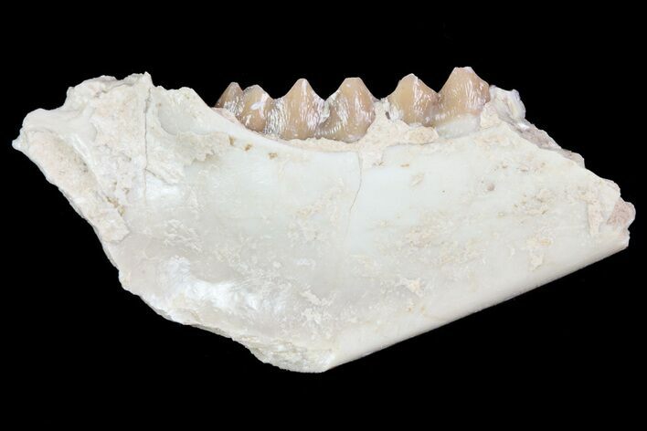 Oligocene Ruminant (Leptomeryx) Jaw Section #70095